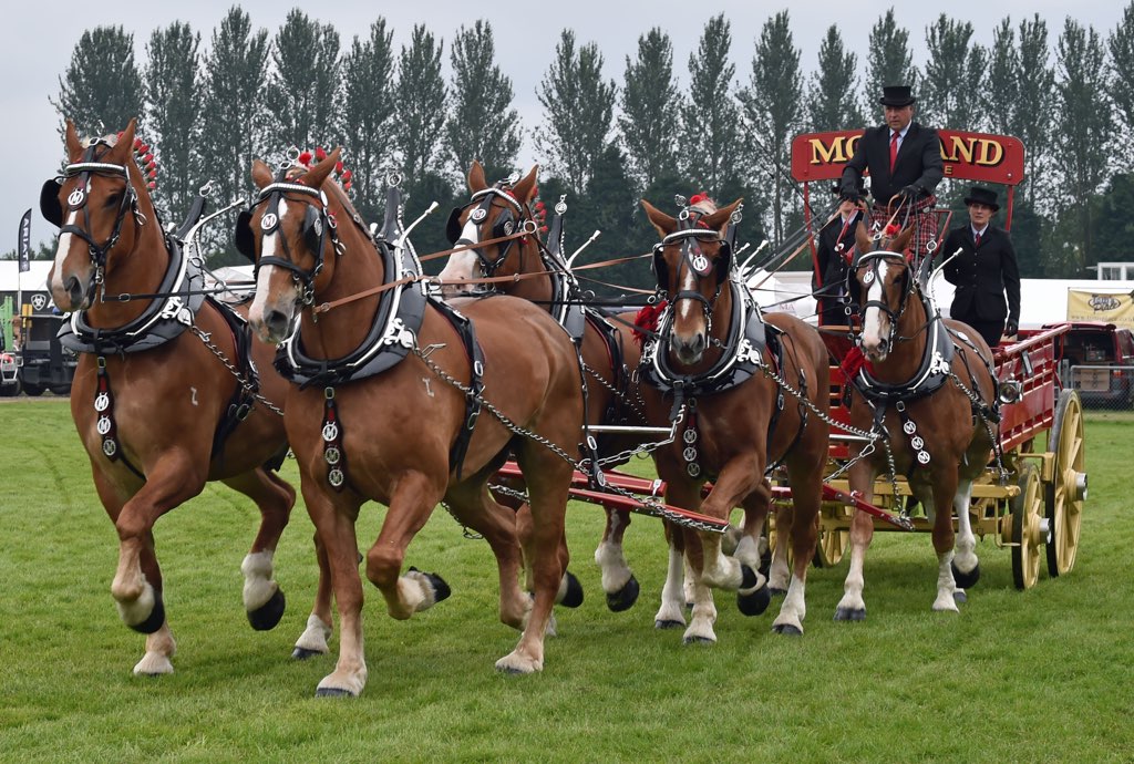 Heavy horses set to wow at the Bath & West Show Agrihub