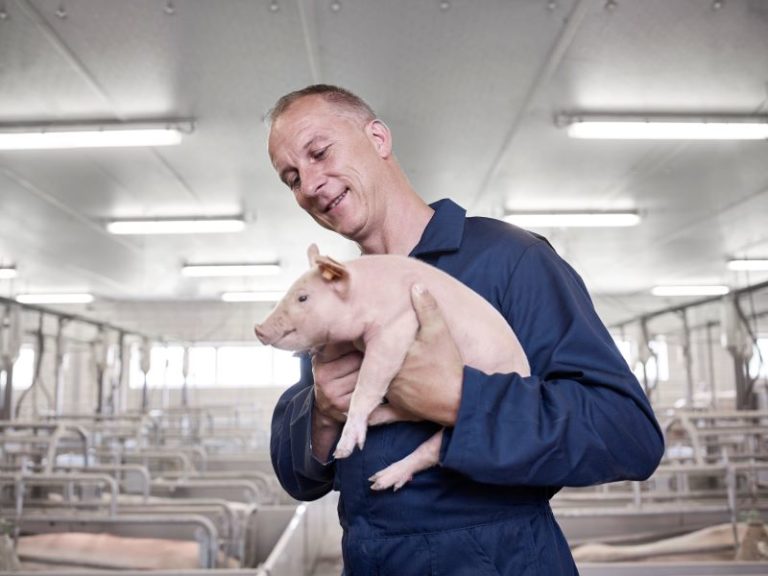 Read more about the article Improve pig housing with high performance insulation