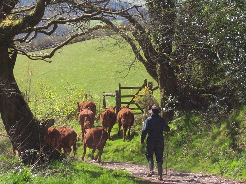 You are currently viewing Call to shape West Country’s rural future