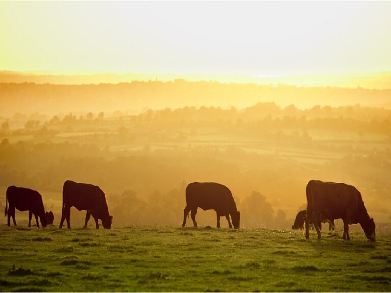 Read more about the article Farming is lynchpin of West Country’s future