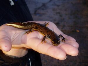Read more about the article Newt population decline set to reverse under new scheme which rewards landowners for creating ponds