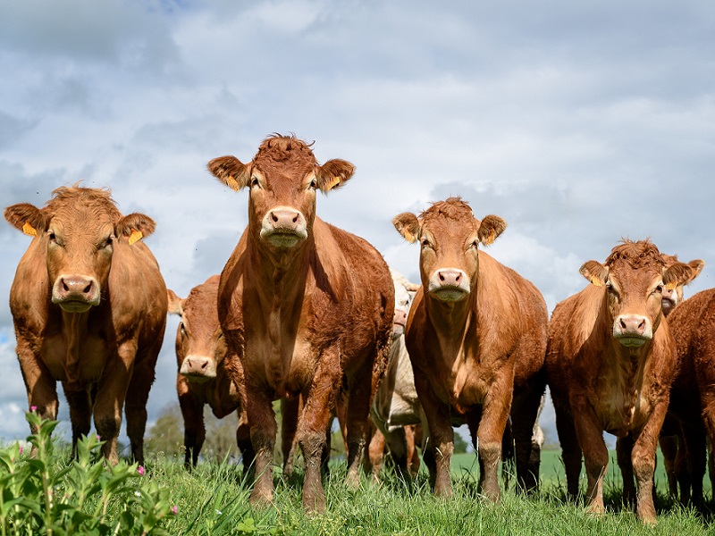 You are currently viewing World’s first smart beef contract to transform UK farming