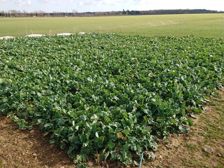 Read more about the article Cereals 2021 crop plots overwinter well