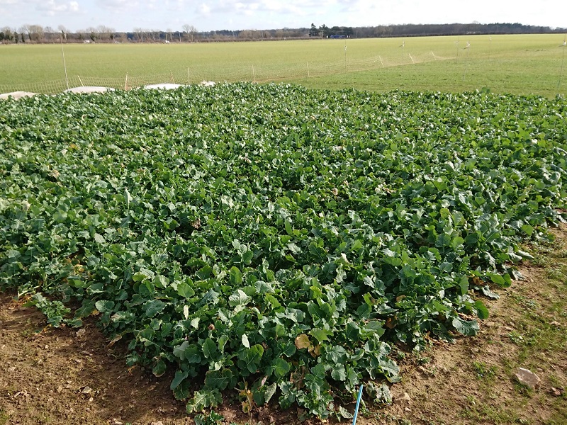 You are currently viewing Cereals 2021 crop plots overwinter well