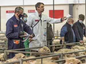 Read more about the article Dorset sheep set bidders alight at Exeter May Fair
