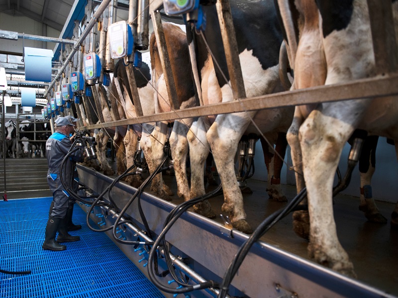 You are currently viewing Switch to conventional parlour boosts herd health