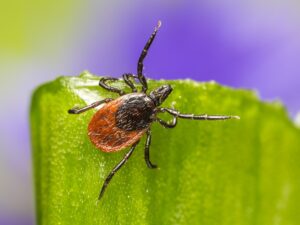 Read more about the article Tackle tick-borne diseases with Ruminant Health & Welfare