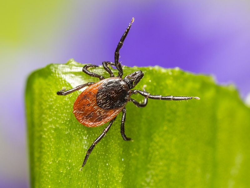 You are currently viewing Tackle tick-borne diseases with Ruminant Health & Welfare