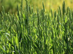 Read more about the article Bespoke disease forecasting to protect crops