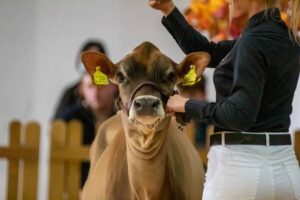 Read more about the article Finest Channel Island talent at the Dairy Show