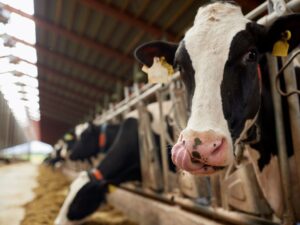 Read more about the article Dairy profits rise, but cash is king, warns Old Mill