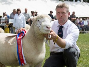 Read more about the article Dorset Horn and Poll Dorset Sheep Association’s National Show 2023