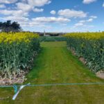 Cereals agronomy exhibitors preview plots