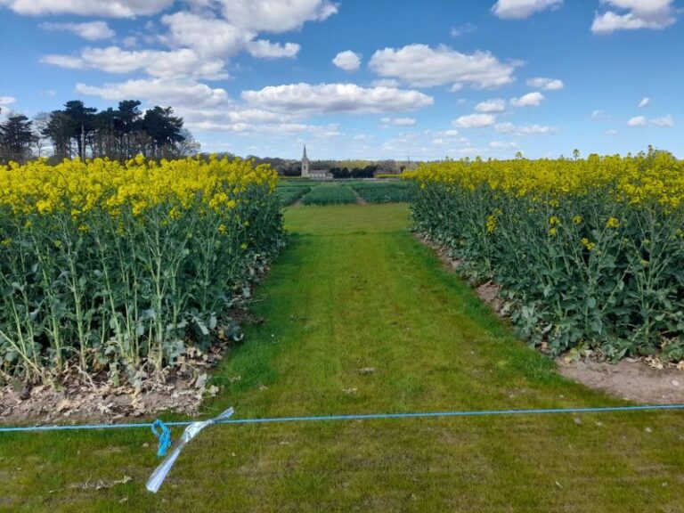 Read more about the article Cereals agronomy exhibitors preview plots