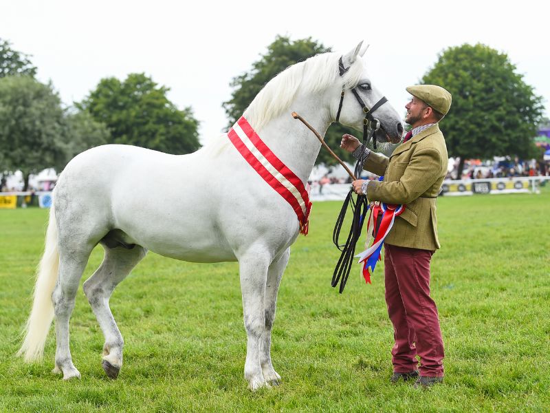 You are currently viewing HOYS qualifiers at the Royal Bath & West Show