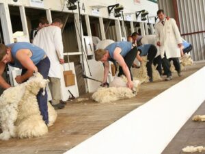 Read more about the article World class shearing at The Royal Bath & West Show