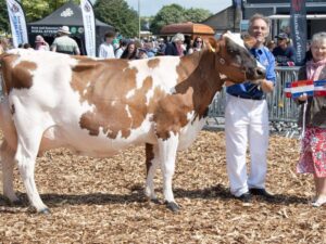 Read more about the article Champion livestock scoop top awards at the Royal Bath & West Show