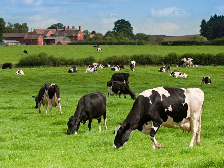 Read more about the article Positive trends for dairy herds despite challenging conditions