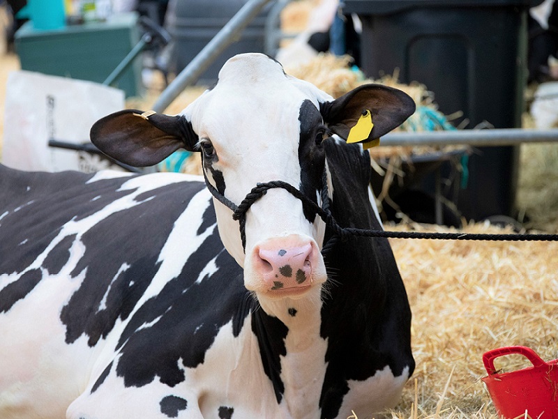 You are currently viewing Return set for the UK’s largest dairy event