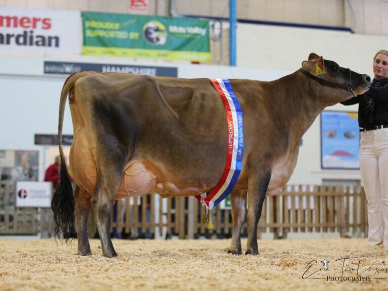 Read more about the article Homebred dairy cows top the board at the Dairy Show