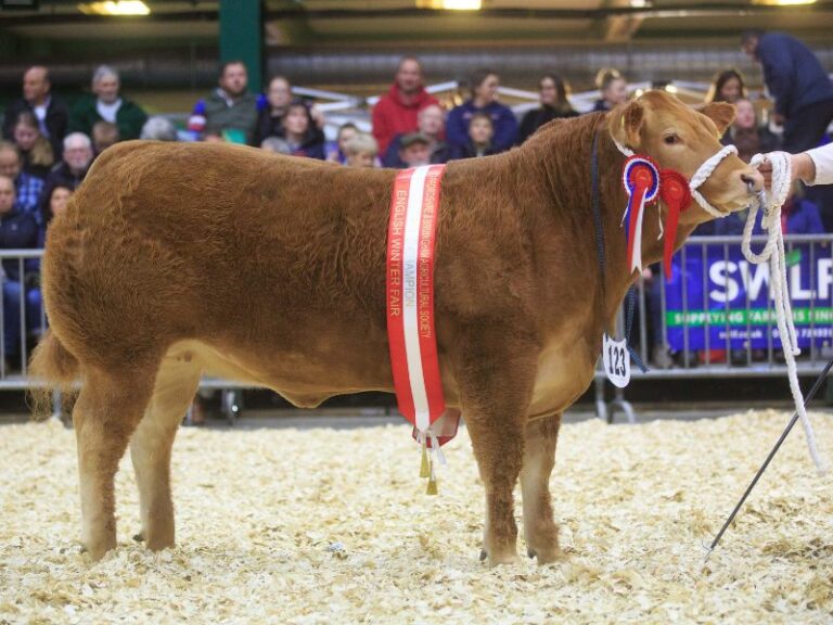 Read more about the article Livestock compete for big money at English Winter Fair