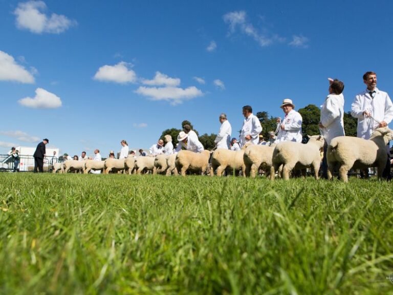 Read more about the article Preparation under way for nationals at the Royal Bath & West Show