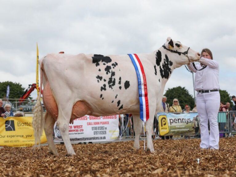 Read more about the article Champions tapped out at Royal Bath & West Show