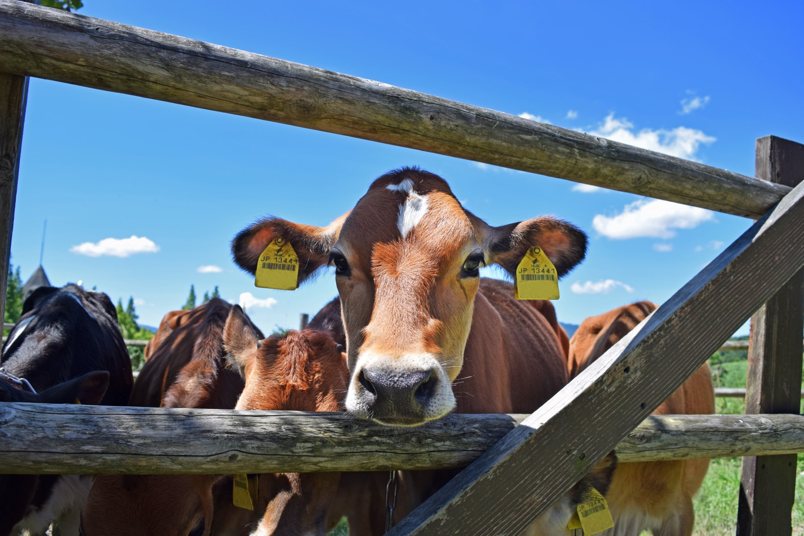 You are currently viewing Community care farm in need