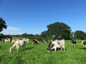 Read more about the article Kingshay report shows buoyant milk year