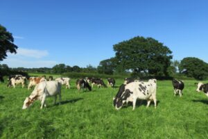 Dairy producers stay resilient amid turmoil