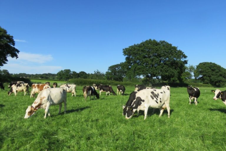 Read more about the article Dairy producers stay resilient amid turmoil