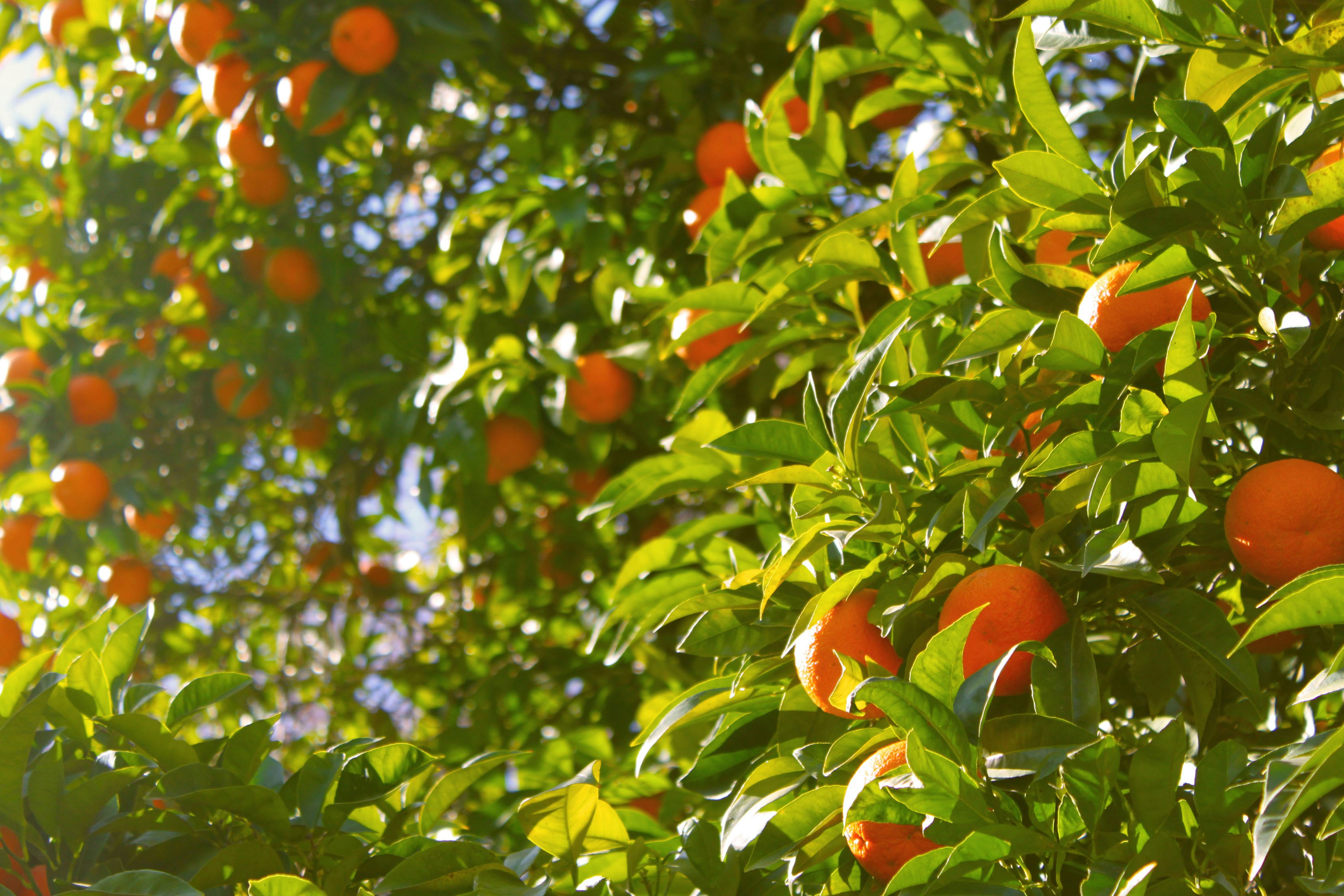You are currently viewing Act now to protect fruit from heat stress