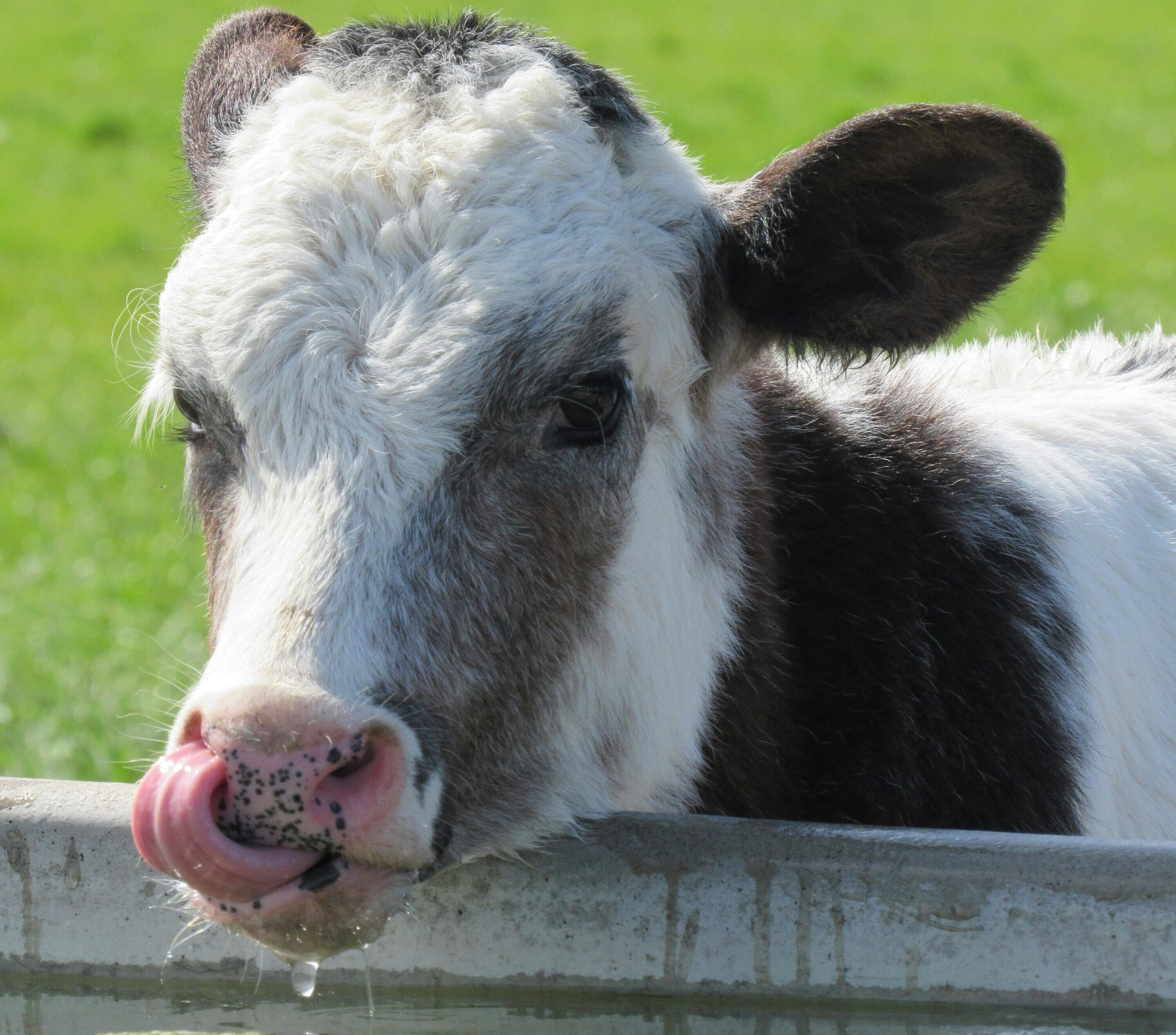 You are currently viewing Dairy farmers encouraged to check water quality