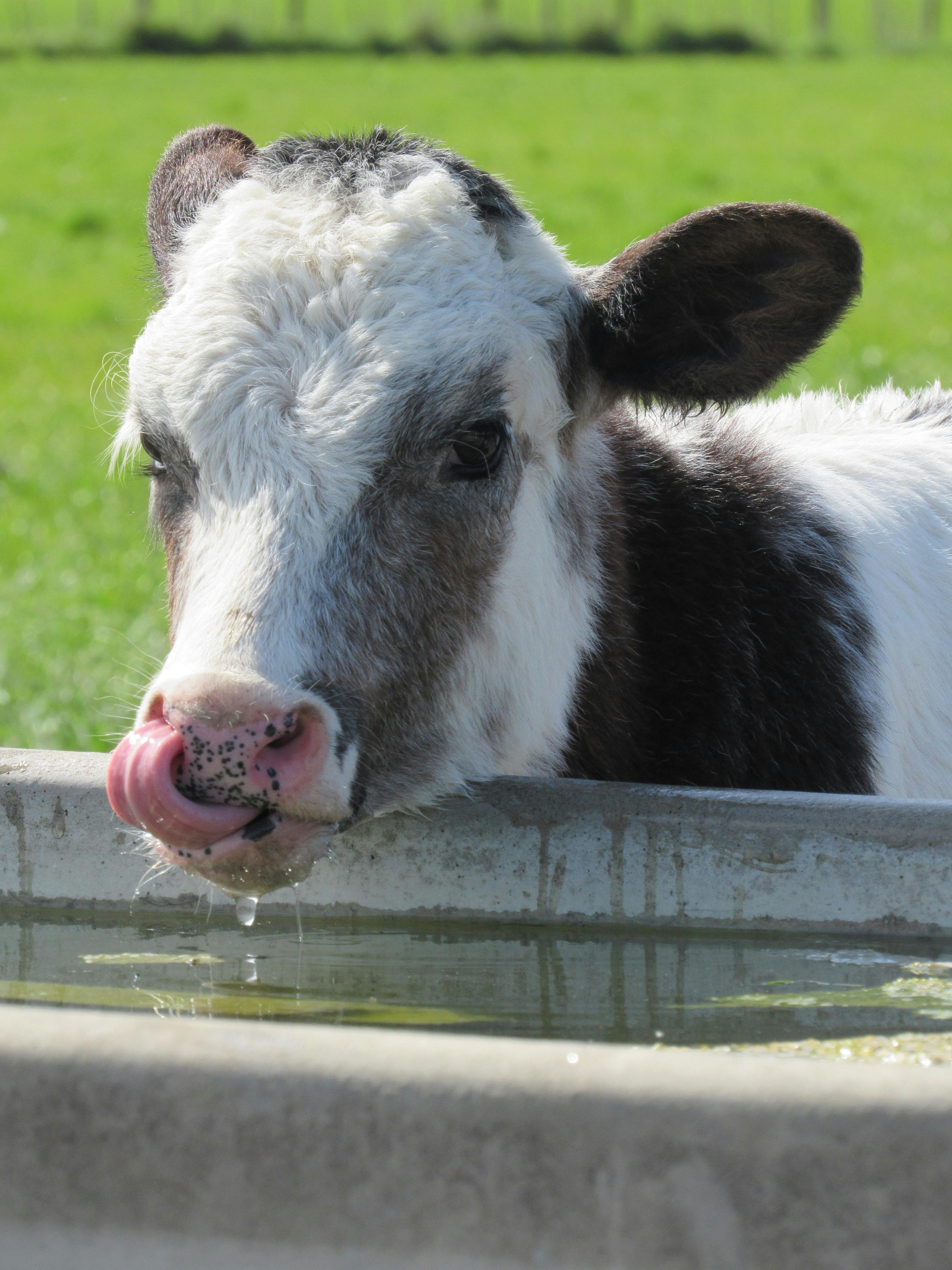 Read more about the article Dairy farmers encouraged to check water quality