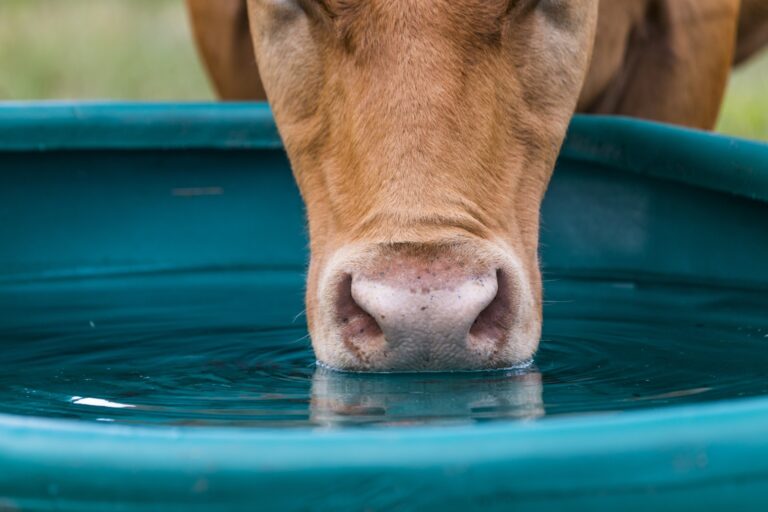 Read more about the article FarmWater improves cow health while reducing water costs