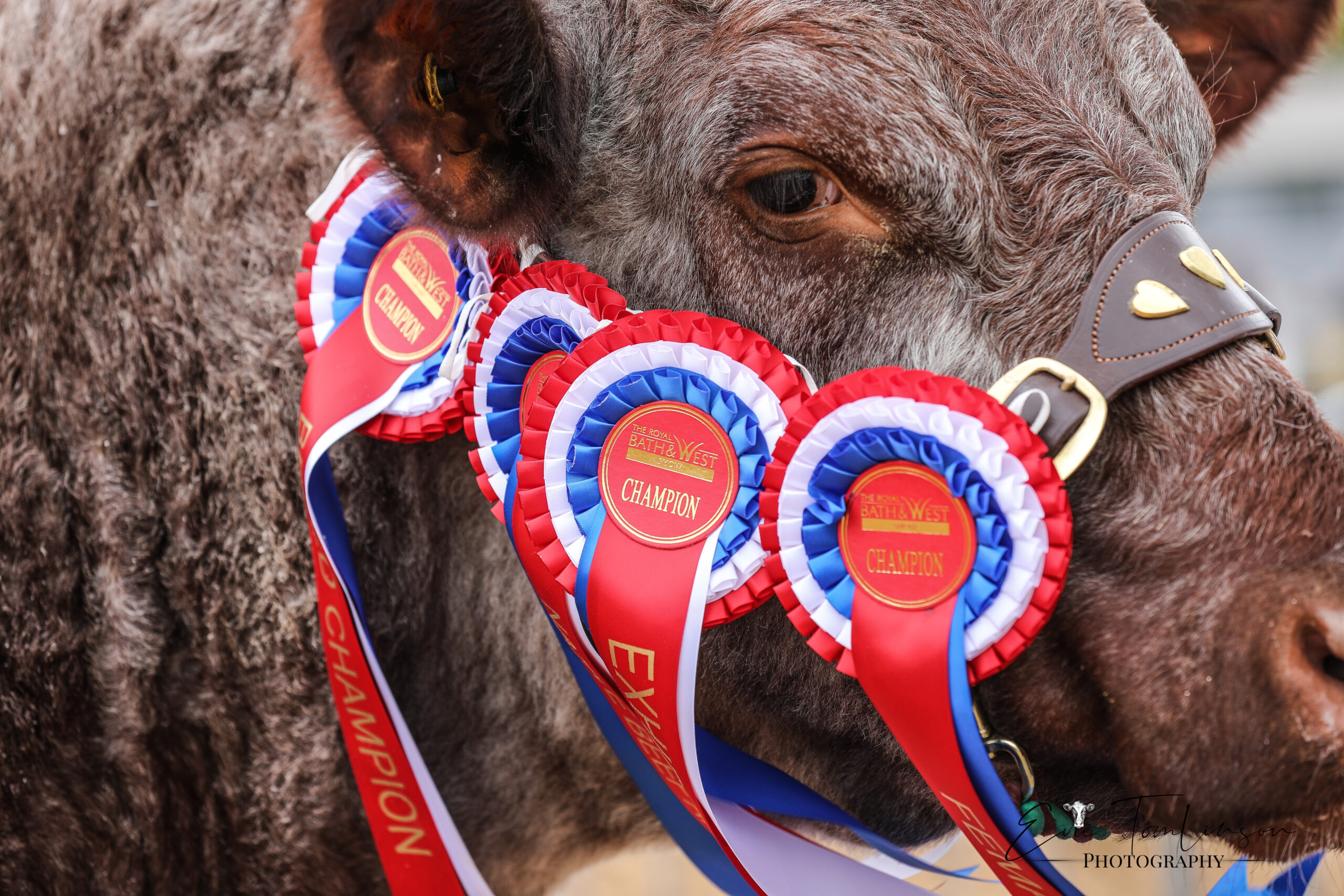 You are currently viewing Entries open for The Royal Bath & West Show