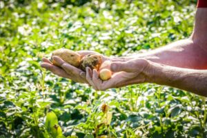 Read more about the article New tech cuts fertiliser costs and emissions