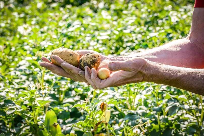 You are currently viewing New tech cuts fertiliser costs and emissions