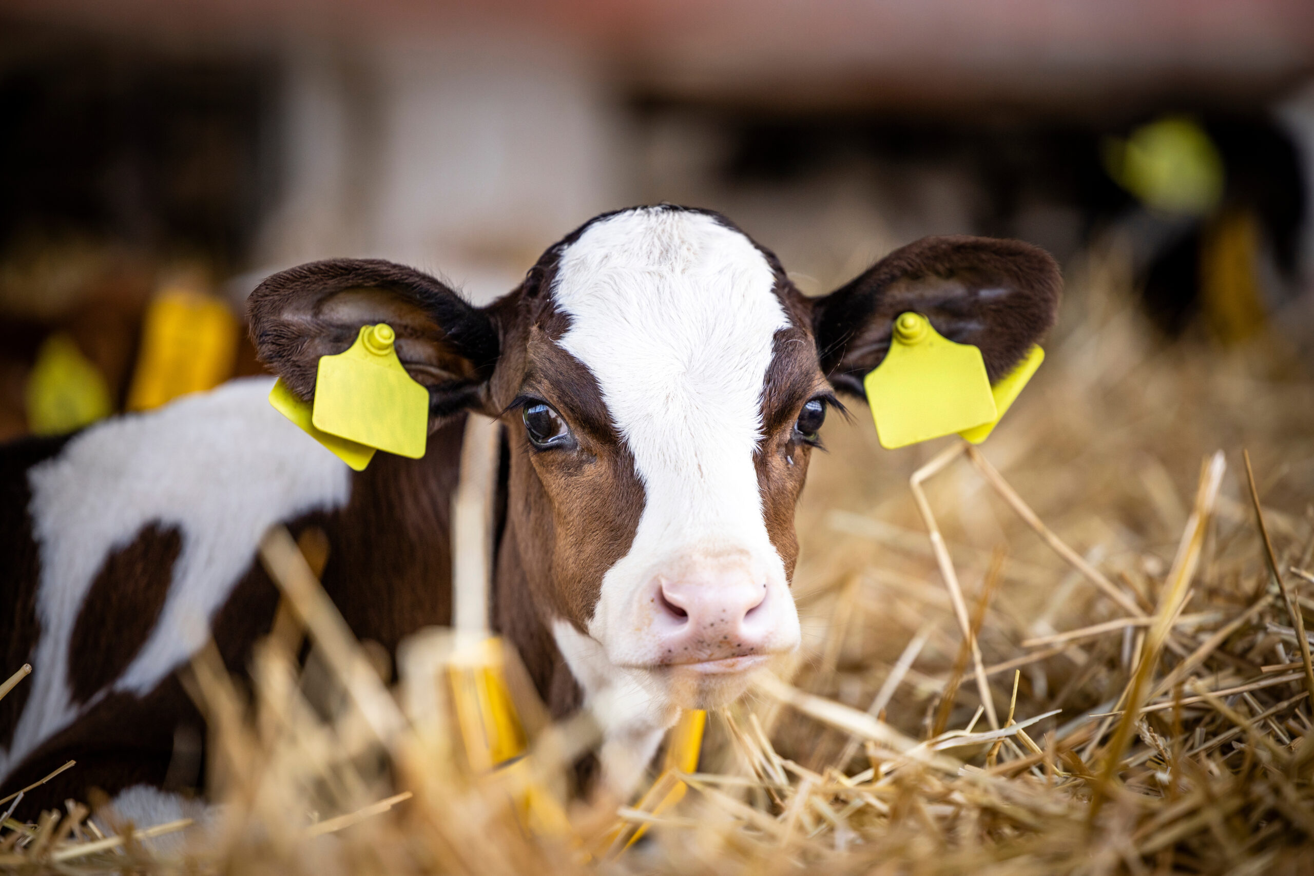 You are currently viewing Rethink calf nutrition