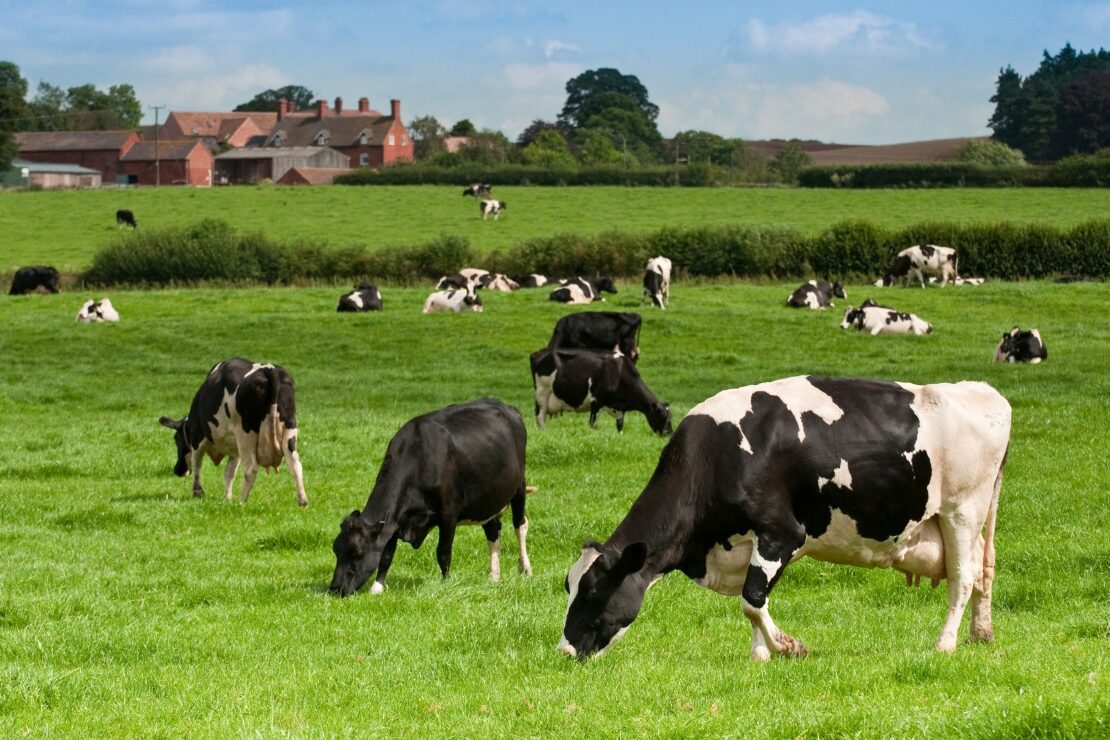 You are currently viewing How to control heifer rearing costs
