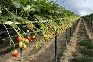 AI to improve yield forecast accuracy