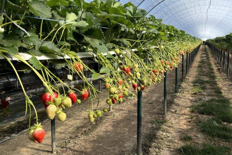 Read more about the article AI to improve yield forecast accuracy