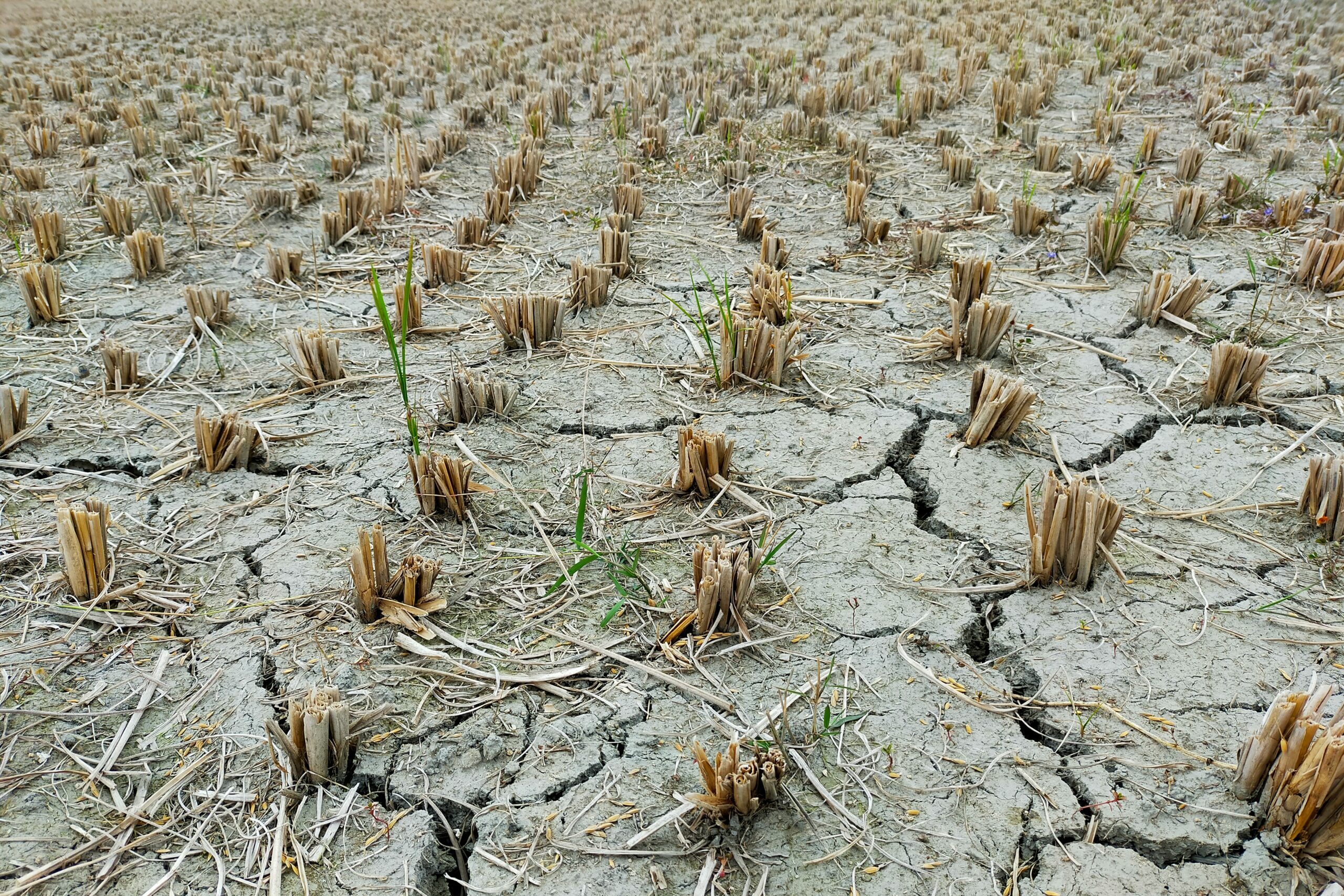 You are currently viewing Defra: Time to enable, not guide, says CAAV